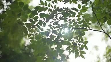 4k阳光透过树叶仰拍视频的预览图